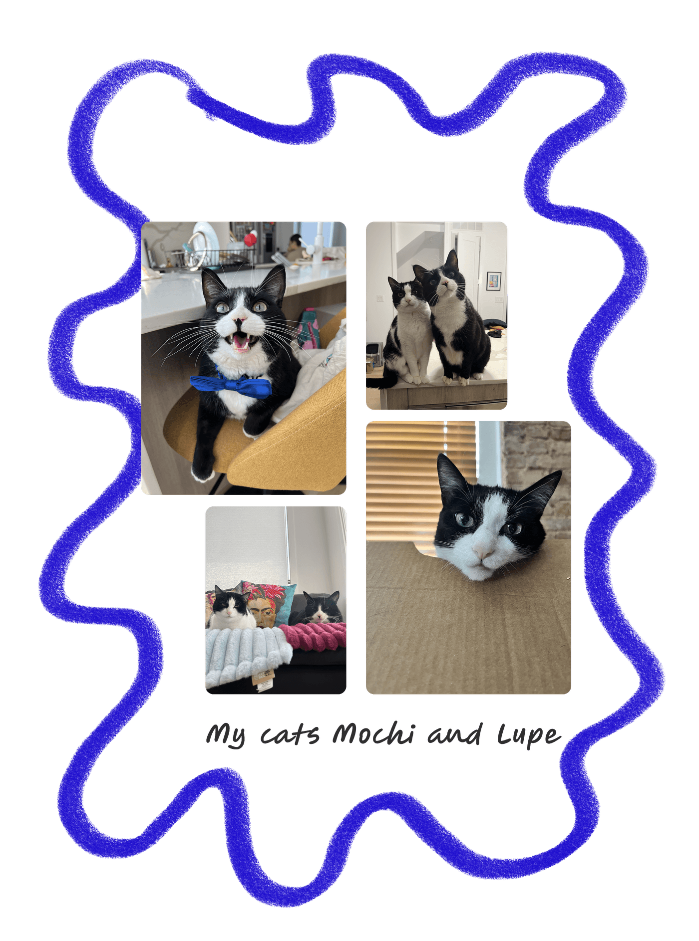 Collage of photos of my two cats, Mochi and Lupe